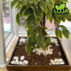 Argila Expandida 2l 900g Dimy - Image 3